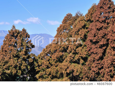 雪松森林-13,147 雪松森林-13,147 46087600