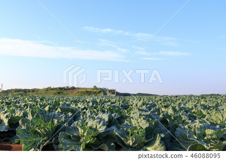 Field 46088095