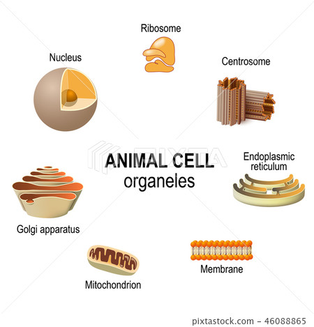 organelles of animal cells 46088865