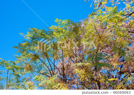 Arakawa Amusement Park Autumn leaves Sendan's fruit and currant 46089063