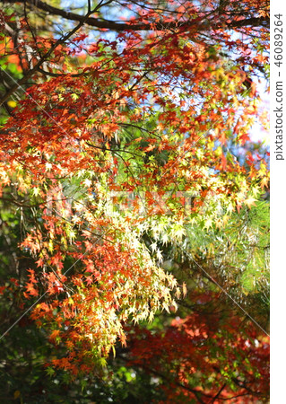 宮島，Momijidani的秋葉 46089264