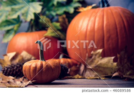 Autumn little pumkin with leaves Autumn little pumkin with leaves 46089586