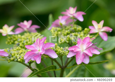 繡球花 46090269