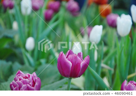 pink tulip blooming on branch in garden pink tulip blooming on branch in garden 46090461