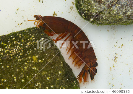 按住Shift鍵並趾瀨尿蝦甲蟲 46090585