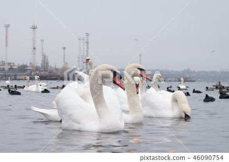 Swan, duck, gulls and bald-coots. Swans, ducks and gulls in the seaport waters on a cloudy winter Swan, duck, gulls and bald-coots. Swans, ducks and gulls in the seaport waters on a cloudy winter 46090754