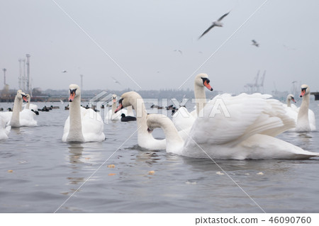 Swan, duck, gulls and bald-coots. Swans, ducks and gulls in the seaport waters on a cloudy winter 46090760