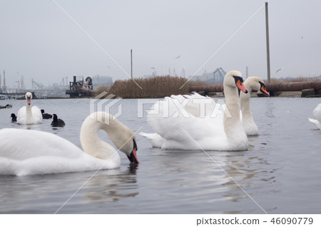 Swan, duck, gulls and bald-coots. Swans, ducks and gulls in the seaport waters on a cloudy winter Swan, duck, gulls and bald-coots. Swans, ducks and gulls in the seaport waters on a cloudy winter 46090779