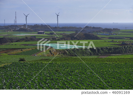 [神奈川縣三浦市]宮川風力發電場和農田[初冬] 46091169