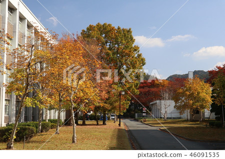 山口大學校園的秋葉 山口大學校園的秋葉 46091535