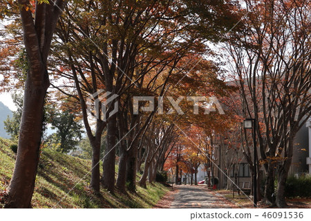 山口大學校園的秋葉 山口大學校園的秋葉 46091536