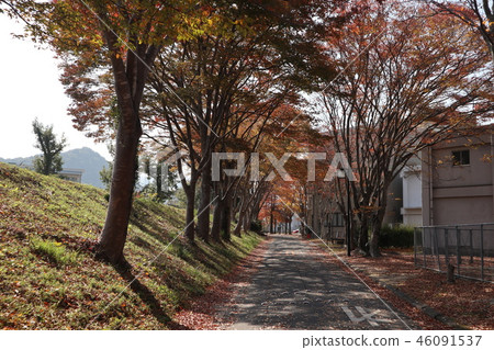 Autumn leaves of Yamaguchi University campus Autumn leaves of Yamaguchi University campus 46091537