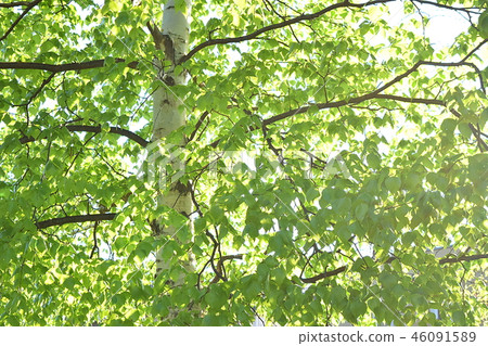 Fresh green birch 46091589