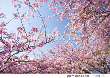 Kawazu cherry tree 46091989