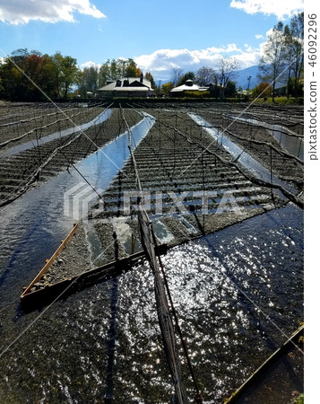 Wasabi field 46092296