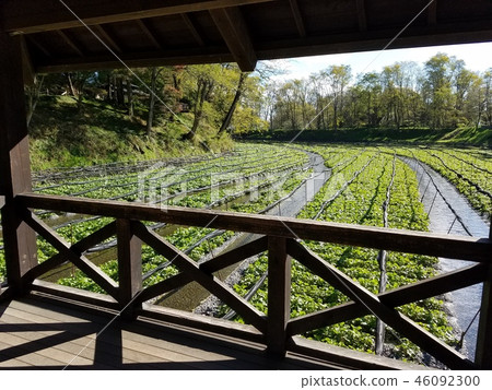 Wasabi field Wasabi field 46092300