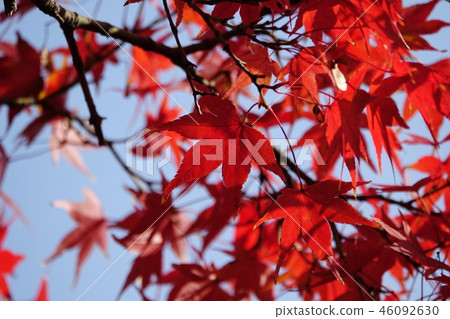 個人奧卡公園（秋葉，黃葉，落葉） 46092630