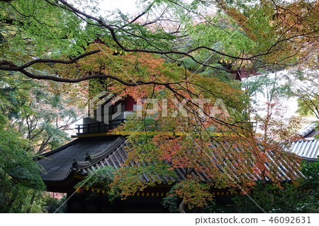 個人奧卡公園（秋葉，黃葉，落葉） 46092631