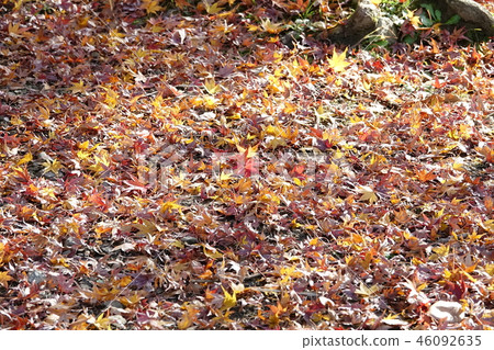 Individual Oka park (autumn leaves, yellow leaves, fallen leaves) Individual Oka park (autumn leaves, yellow leaves, fallen leaves) 46092635