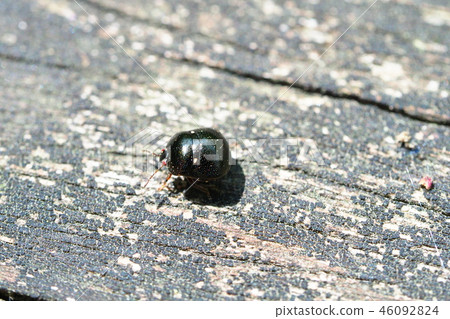 塔德馬爾蟲 46092824