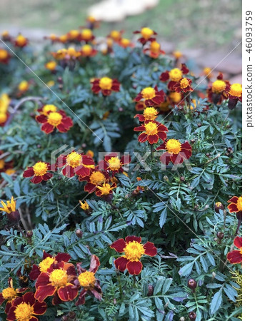 Flower image Flower image 46093759