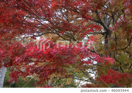 Dotsu Shrine in autumn Inawashiro Dotsu Shrine in autumn Inawashiro 46093944