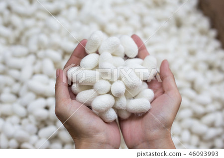 woman hand holding white silk cocoon 46093993