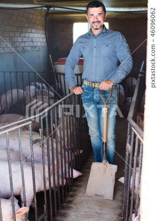 Mature farmer in hangar with hogs. 46096062