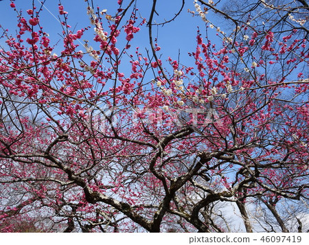 北野Tenmangu李子 46097419