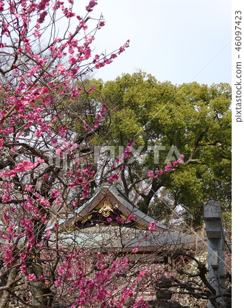 Kitano Tenmangu plum 46097423