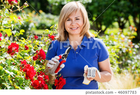 Woman gardening red roses and holding horticultural tools on sunny day Woman gardening red roses and holding horticultural tools on sunny day 46097783