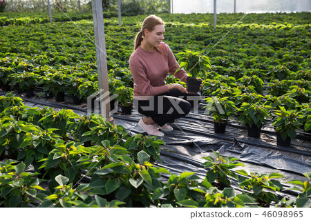 Woman holding flowerpot with Euphorbia pulcherrima 46098965