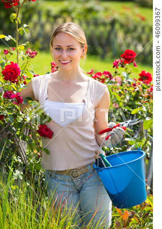 young female gardener caring roses . young female gardener caring roses . 46099367