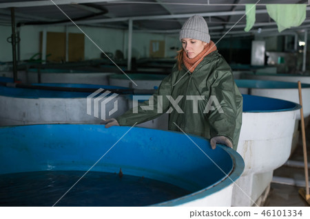 Woman near fish tank on sturgeon farm Woman near fish tank on sturgeon farm 46101334