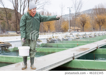 Female owner on sturgeon farm feeding fish 46101345