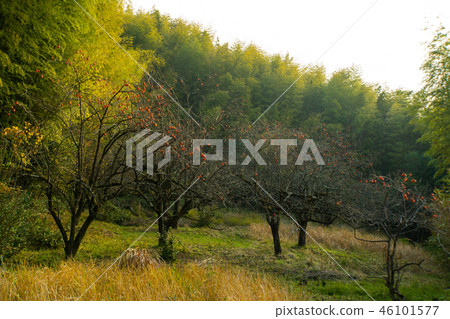 Persimmon tree and autumn leaves Persimmon tree and autumn leaves 46101577