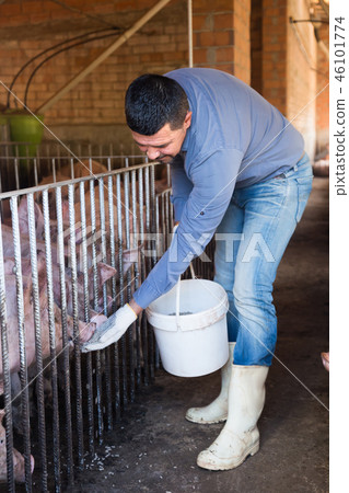 Smiling farmer giving pelleted food to hogs Smiling farmer giving pelleted food to hogs 46101774