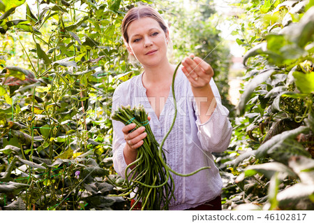 Young female gardener picking harvest of vigna in garden at sunny day Young female gardener picking harvest of vigna in garden at sunny day 46102817