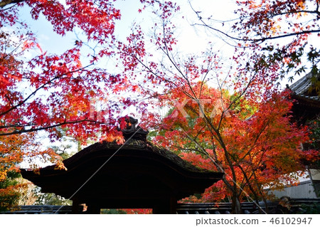 京都的寺廟 46102947