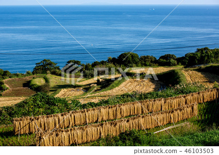 稻田風景 稻田風景 46103503