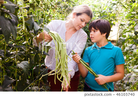 Female gardener with boy picking harvest of vigna in sunny hothouse Female gardener with boy picking harvest of vigna in sunny hothouse 46103740