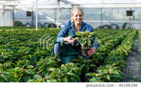 Gardener working with Poinsettia Gardener working with Poinsettia 46106396