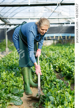 Woman gardening malabar spinach Woman gardening malabar spinach 46106517