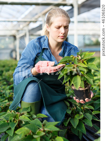 Woman working with poinsettia pulcherrima seedlings in pots in hothouse Woman working with poinsettia pulcherrima seedlings in pots in hothouse 46106820