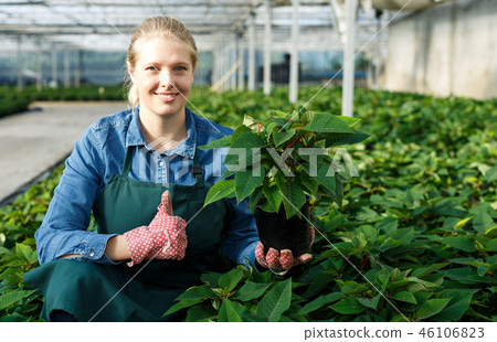Woman working with poinsettia Woman working with poinsettia 46106823