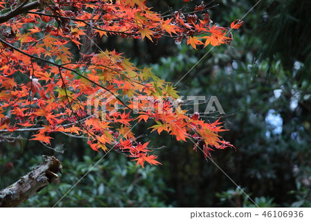 宮島，Momijidani的秋葉 46106936