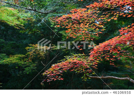 Miyajima, the autumn leaves of Momijidani 46106938