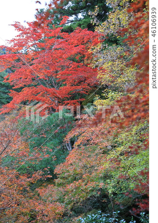 Miyajima, the autumn leaves of Momijidani Miyajima, the autumn leaves of Momijidani 46106939