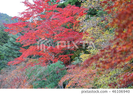 宮島，Momijidani的秋葉 46106940