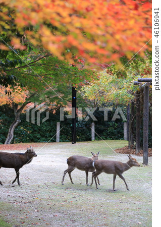 Miyajima, autumn leaves and deer in the autumnal valley Miyajima, autumn leaves and deer in the autumnal valley 46106941